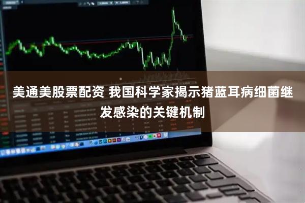 美通美股票配资 我国科学家揭示猪蓝耳病细菌继发感染的关键机制